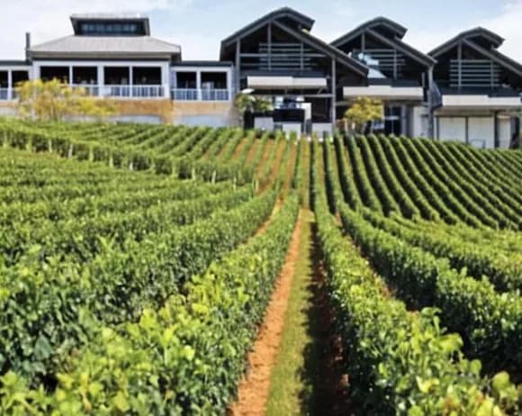 Vineyard and cellar buildings